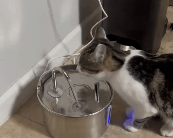 <em>Maya, Brest</em>